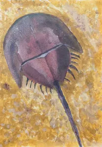 カブトガニ